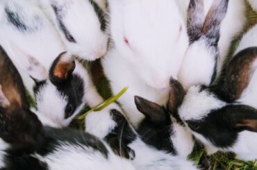 ||7 New Bunnies||...... {Rabbits Setup}  Good Growing