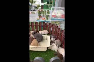 Cute Baby Bunny Rabbit Videos 🐇 Baby Animal Video Compilation 2020