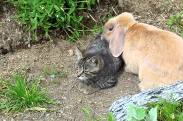 Cat vs. Rabbit