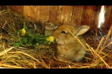 cute bunny eating flower