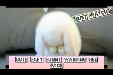 ♡●Cute Baby Bunny washing her Face[The most cutest bunny]●♡Must Watch!!!!