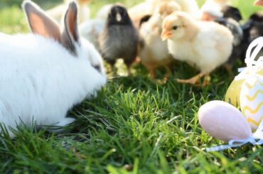BUNNY EATING WITH BABY CHICKEN 🐇🐤