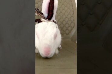 🐰 "Cute Bunny "🐰  White Rabbit on chair 🐰