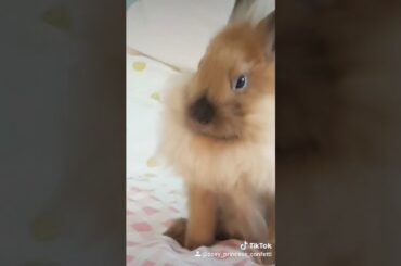 Cute bunny! [Tik tok: zoey_princess_confetti]