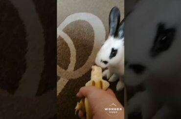 Ma cute bunny eating banana 😍