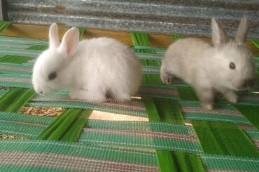 Rabbit and quite baby