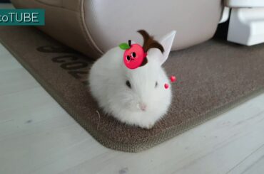 Cute Baby Rabbit used sticker/effects for taking video