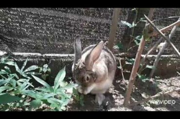Cute bunny washing her face