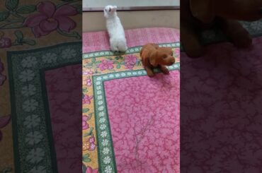 My cute Rabbit 😘😘