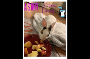 Super CUTE rabbit eating apples 🍎🐰ASMR