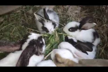 Rabbits। Cute animals