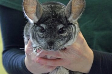 Zoo School Live - 4.21.20 - Long-tailed Chinchilla