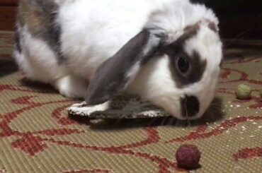 Cute rabbit eating her birthday cake