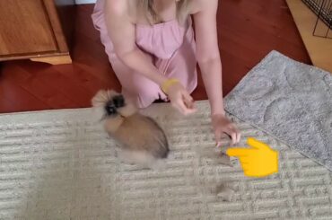 Rabbit Tricks Gizmo The Baby Lionhead -  1st day of something new - scent/shell game