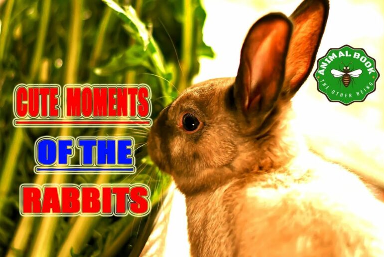 cute  moments  of the rabbits ..compilation funny and cute videos 2020 || Animal Book ||