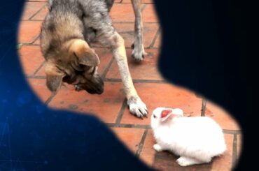 My Dog's Reaction To A Rabbit Cute