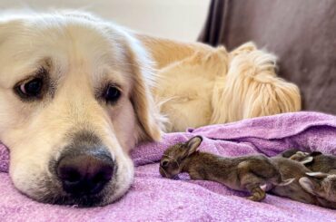 Golden Retriever and Baby Bunnies 9 days old [3 of 4 Bunnies Open Their Eyes]