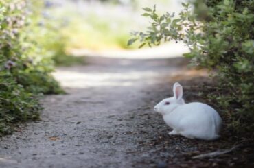 Day#9 Jack and Jill Morning in garden#cute rabbits