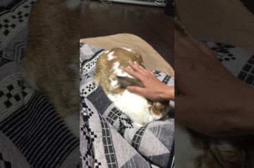 cute my rabbit break time