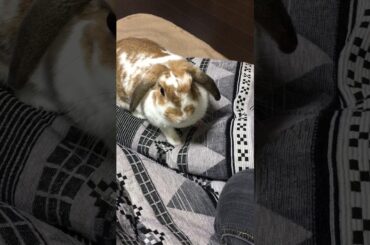 cute my rabbit happy time