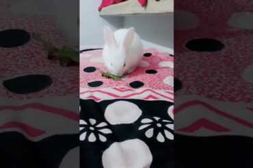 Cute baby bunny eating beetroot 😍