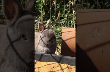 Aww my cute bunny outside