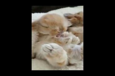 Funny and Cute Baby Bunny Videos - Baby Animal Video Compilation - 2020 April rabbits funny animal