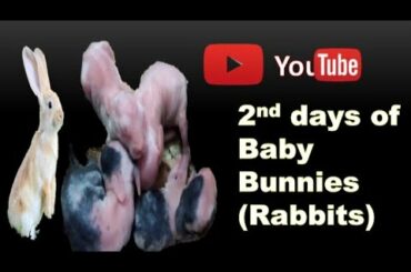 2nd day of cute baby bunnies