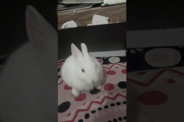 Cute baby bunny washing his face . Ready to sleep