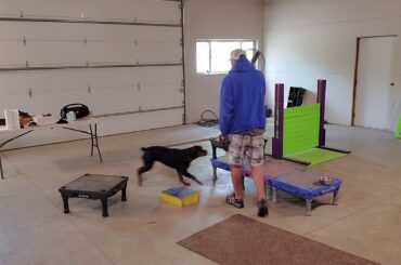 Little Bunny! The cutest Rottie in the world