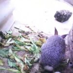 Rabbits, baby bunnies video:Cute ones first birth