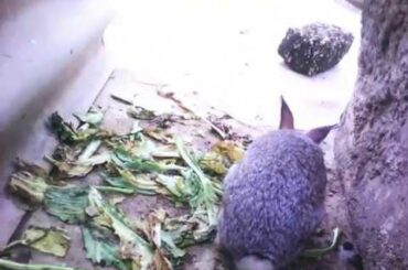 Rabbits, baby bunnies video:Cute ones first birth