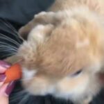 Bunny Eating A Carrot ASMR ( THE CUTEST ASMR)