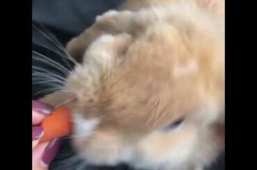 Bunny Eating A Carrot ASMR ( THE CUTEST ASMR)