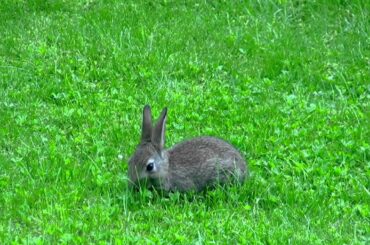 A very cute baby wild rabbit eating grass from my lawn