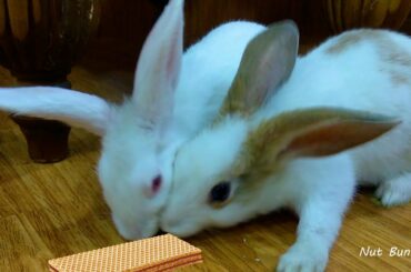 Cute bunny rabbits fighting for wafer biscuts - So Cute!!!1