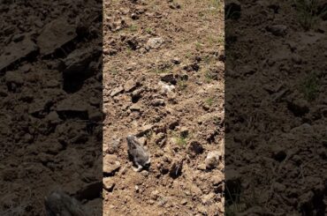 Cute baby Jackrabbit