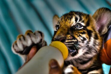 Cute Baby Animals! TRY NOT TO SAY AWW!