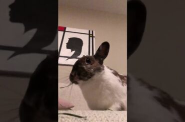 Gingerbread in the Matrix: Slow motion bunny nibbling