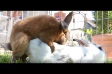 CUTE CHUBBY RABBITS ARE IN LOVE