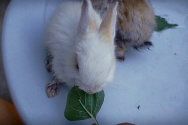 Baby bunnies eating spinach