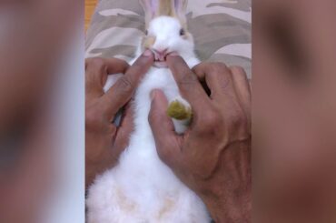 Best cute dancing rabbit baby EVER!!