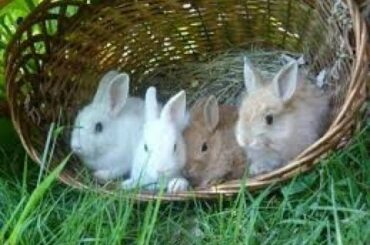 Cute rabbit खरगोश