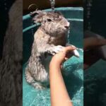 cute bunny Having a bath