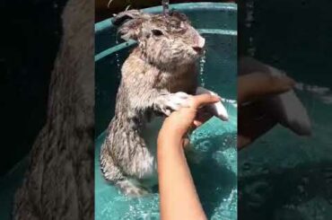 cute bunny Having a bath
