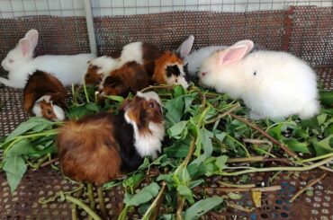 Funny Baby Bunny Rabbit Videos Compilation - Cute Rabbits - Rabbits Eating Vegetables - Rabbits