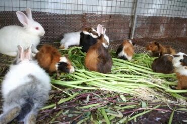 Funny and Cute Baby Bunny Rabbit Videos - Baby Animals Video - Rabbits Eating Vegetables - Rabbits