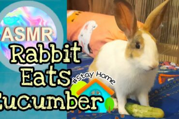 ASMR Rabbit Eats A Cucumber 🐰 The cutest sounds ever 😍 #StayHome #WithMe