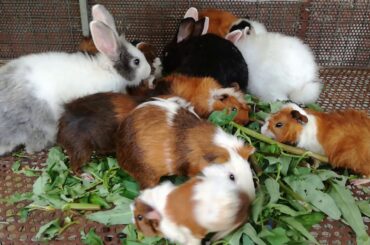 Wow Rabbits Eating Vegetables - Funny Baby Bunny Rabbit Videos Compilation - Cute Rabbits - Rabbits