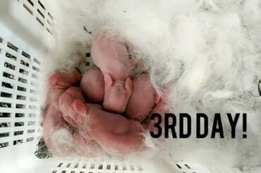 Rabbit Giving birth and Grow kits 1 to 31 Days!